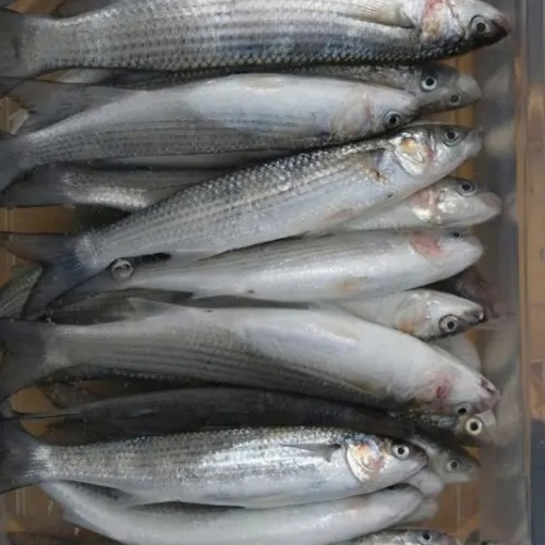 Whole Fresh Haddock