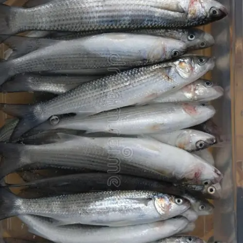 Whole Fresh Haddock